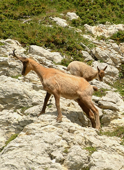 Camoscio d''Abruzzo Rupicapra pyrenaica ornata